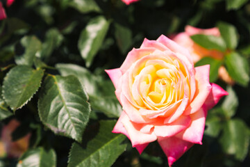 Hot Pink Rose in Full Bloom