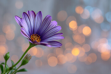 a purple flower with a blurry background