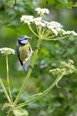 Blue Tit (Cyanistes caeruleus), common across Europe, spotted in Phoenix Park, Dublin.