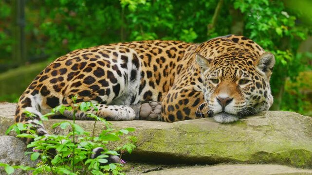Solitary jaguar lies on a rock, resting in public zoo