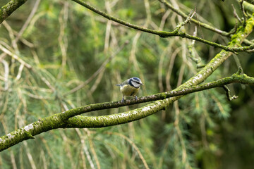 Blue Tit (Cyanistes caeruleus), common across Europe, spotted in Phoenix Park, Dublin.