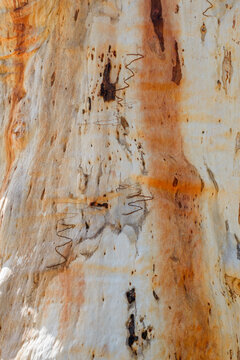 Close up of gum tree trunk with smooth texture and orange and white colouring