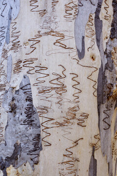close up of grey and white gum tree trunk with scribbly insect trails