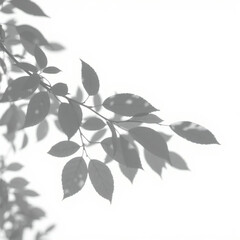 shadow overlay effect. Gray shadow of leaves isolated on white background. Plant foliage leaf shadow light effect. Mockup Blurred tree branch shadow. Ideal for summer spring design elements PNG