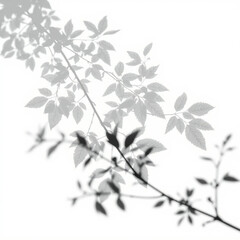 shadow overlay effect. Gray shadow of leaves isolated on white background. Plant foliage leaf shadow light effect. Mockup Blurred tree branch shadow. Ideal for summer spring design elements PNG