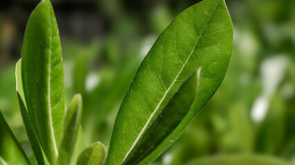 Plant green leaf bokeh background