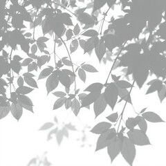 shadow overlay effect. Gray shadow of leaves isolated on white background. Plant foliage leaf shadow light effect. Mockup Blurred tree branch shadow. Ideal for summer spring design elements PNG