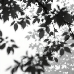shadow overlay effect. Gray shadow of leaves isolated on white background. Plant foliage leaf shadow light effect. Mockup Blurred tree branch shadow. Ideal for summer spring design elements PNG