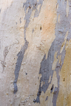 Close up of patterned gum tree trunk, scribbles and grey, yellow and white colouring