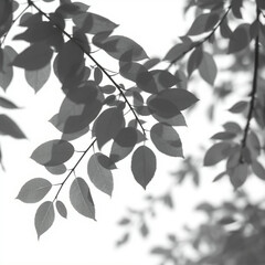 shadow overlay effect. Gray shadow of leaves isolated on white background. Plant foliage leaf shadow light effect. Mockup Blurred tree branch shadow. Ideal for summer spring design elements PNG