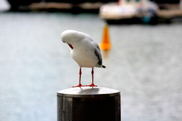 bird scratching its wings in Australia