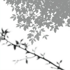 shadow overlay effect. Gray shadow of leaves isolated on white background. Plant foliage leaf shadow light effect. Mockup Blurred tree branch shadow. Ideal for summer spring design elements PNG