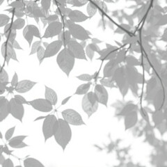 shadow overlay effect. Gray shadow of leaves isolated on white background. Plant foliage leaf shadow light effect. Mockup Blurred tree branch shadow. Ideal for summer spring design elements PNG