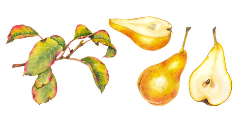 Obraz premium Watercolor illustration of yellow pears whole, halved, and sliced accompanied by green-red autumn leaves on branches set. Perfect for packaging, kitchen prints, food branding, and seasonal designs