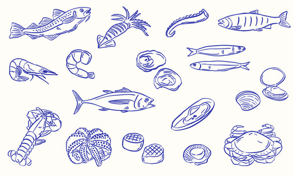 seafood sketch illustration hand drawn style - fish seashell - collection set