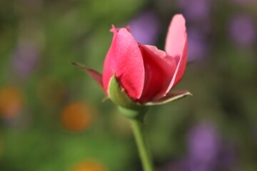 Pink Bloom Close-Up with Soft Bokeh Background for Nature and Spring Concepts 