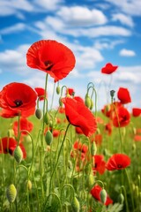 Obraz premium Red poppies flowers in the field