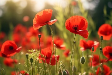 Red poppies flowers in the field