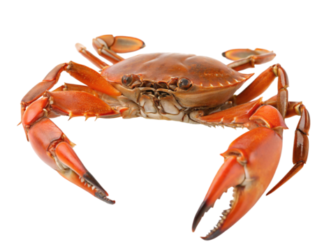 Closeup of vibrant red crab with sharp claws isolated on white background for seafood selection