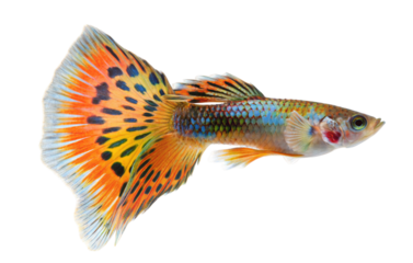 Beautiful guppy fish with vibrant orange tail and intricate patterns in aquatic environment focus
