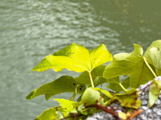 Green leaves overhanging tranquil water surface with natural serenity