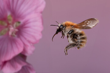 Bumblebee covered in pollen flying near a pink flower – stunning macro capturing pollination and the ecological role of bumblebees.