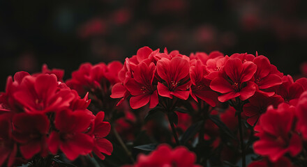 Fototapeta premium Beautiful Red Flowers Blooming Close Up Outdoors