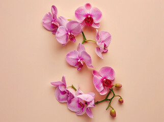 Beautiful natural pink orchids on a pastel beige background, greeting card	