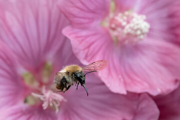 Bumblebee covered in pollen flying near a pink flower – stunning macro capturing pollination and the ecological role of bumblebees.