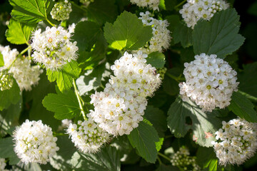 flowering Bubblegum viburnum (Physocarpus opulifolius)