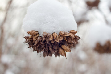 Physocarpus opulifolius grows in the garden. Winter condition of the plant with dry fruits....