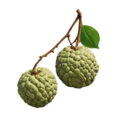 custard apple isolated on a white background