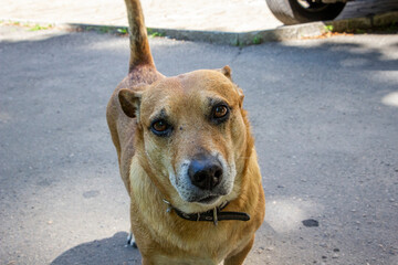 brown dog sticking out tongue, smiling, looking into frame, sunny street, intelligent eyes, full...
