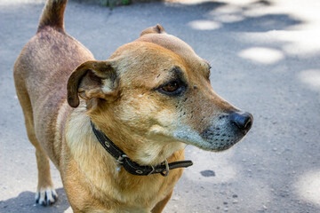 portrait of a brown dog on a sunny street, profile, mix of breeds, mongrel, fighting, with scars,...
