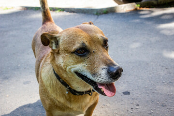 brown dog sticking out tongue, smiling, on a sunny street, profile, close-up,, mix breed, mongrel,...