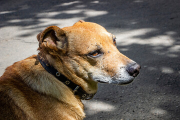 portrait of a brown dog on a sunny street, profile, mix of breeds, mongrel, fighting, with scars,...