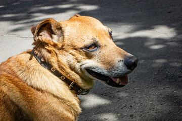 portrait of a brown dog on a sunny street, profile, mix of breeds, mongrel, fighting, with scars,...