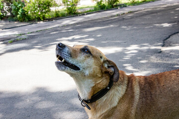 brown dog barks, on sunny street, profile, portrait, mix breed, mongrel, fighting, scarred,...