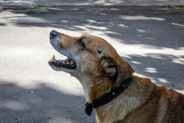 brown dog barks, on sunny street, profile, portrait, mix breed, mongrel, fighting, scarred, shorthaired, with owner on walk, pet, satisfied, sandy color, happy animal,