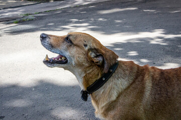 portrait of a brown dog on a sunny street, profile, mix of breeds, mongrel, fighting, with scars,...