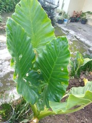 Giant Taro Plant Leaves