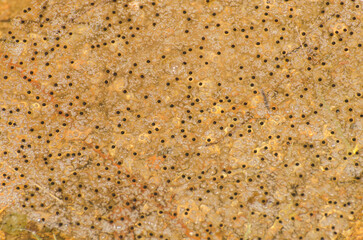Detail shot of Black dots of frogspawn and bubbles on golden water