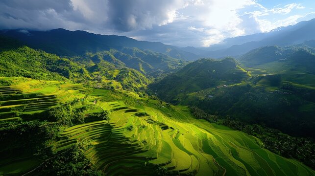 Despite challenges, the Philippines remains one of largest rice producers, with vast rice fields spread across provinces such as Central Luzon, and Cagayan Valley
