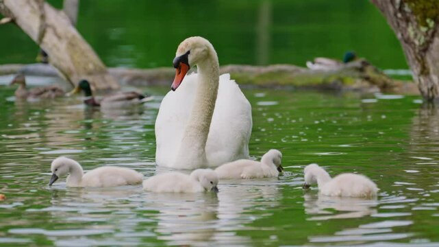 Close up of cute newborn baby swans in white color clean swim in the lake together with mom