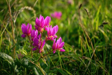 Vibrant pink purple candle shaped blooms set against lush green grass on a sunny day