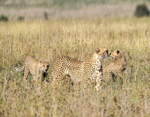 Cheetah Family in the African Savanna These Graceful Predators Thrive in Their Unique Habitat...