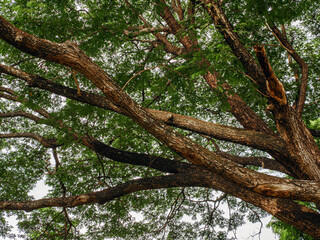 Branches of a big Samanea saman tree