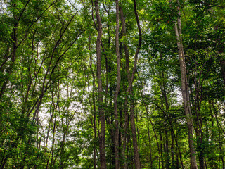 Into the forest. tree background, Nature composition tree trunk to green leaves of tree in forest with sun light. Fresh environment in green woods. Forest tree on sunny day.