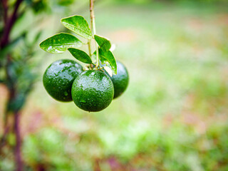 Green Tangerine orange garden with green oranges fruits  on tree branches. Beautiful orange trees...