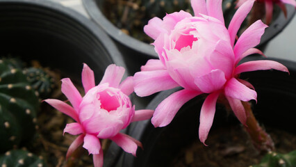 Pink Flower Cactus in the garden, subdenudata, gymnocalycium